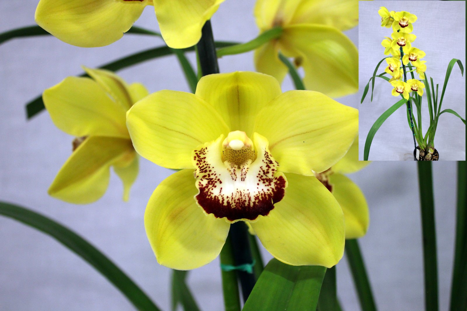 Seedling of the Night – Cattleya peruviana, July 2026