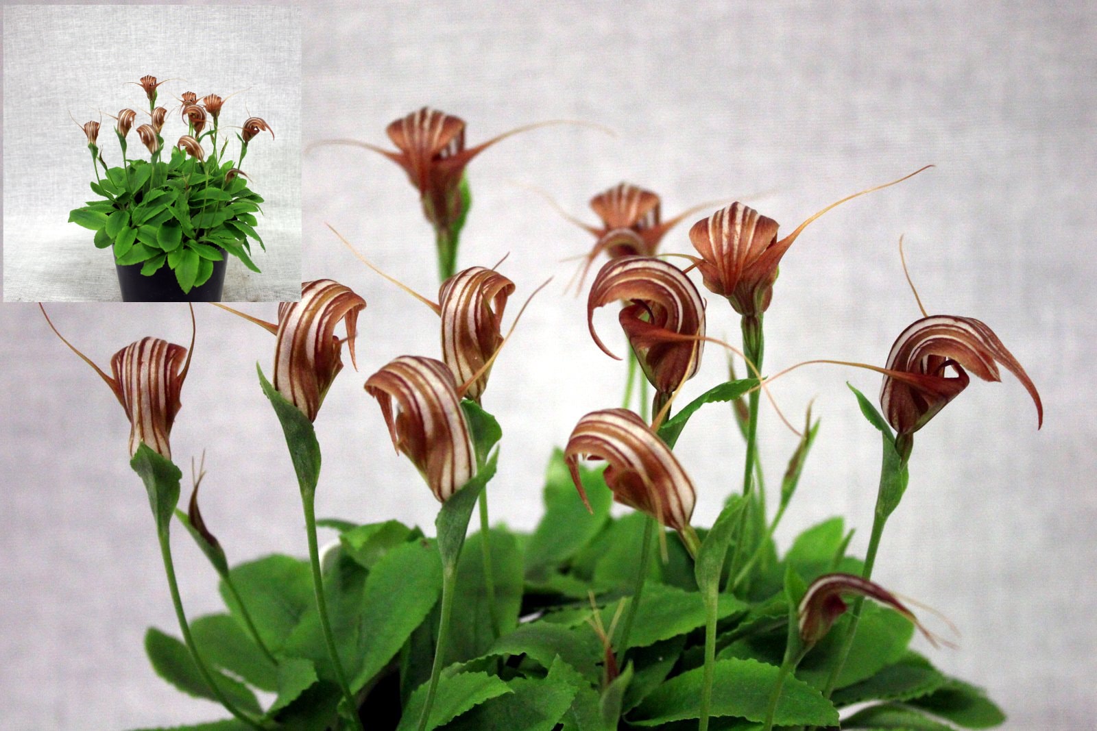 First Division winner – red-brown striped orchid flowers with green foliage, June 2026