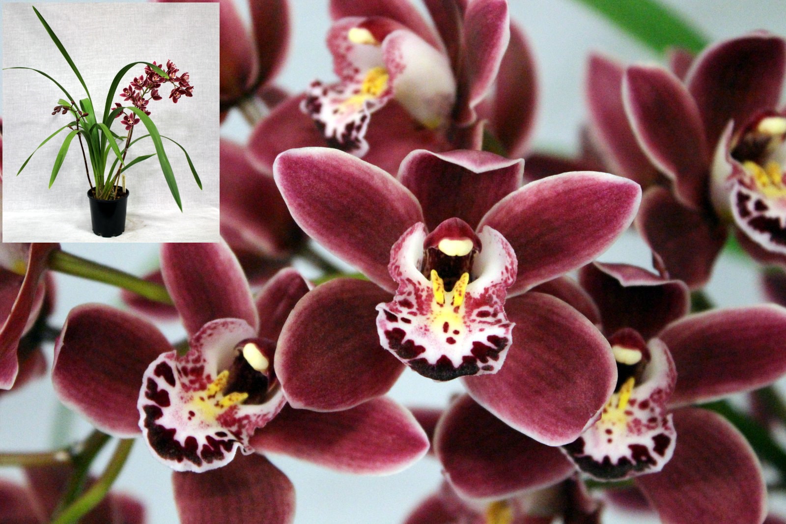 Open Division winner – deep burgundy Cymbidium orchid with white and yellow centres, June 2026