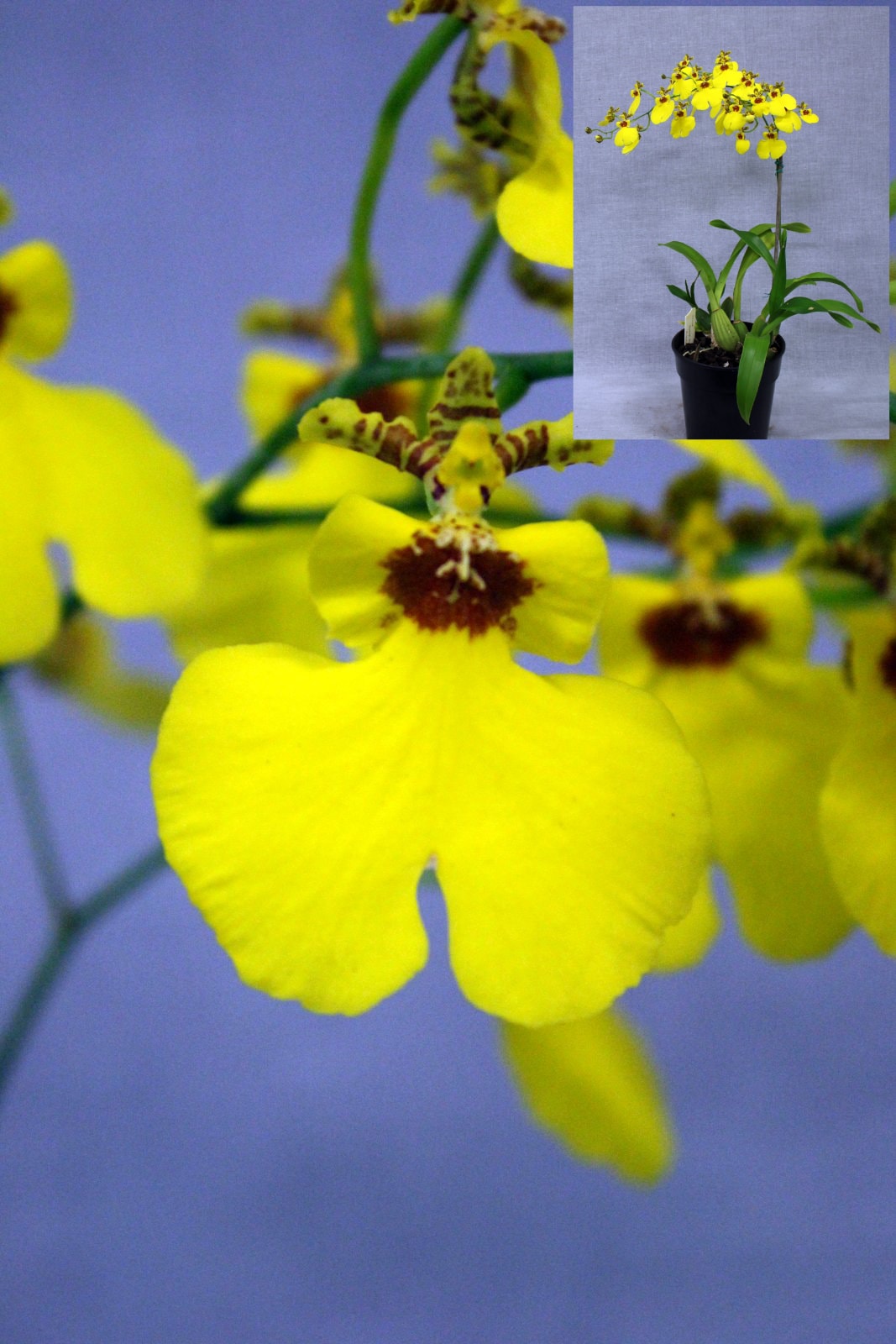 Second Division winner – yellow Cymbidium orchid with dark red centre, June 2026
