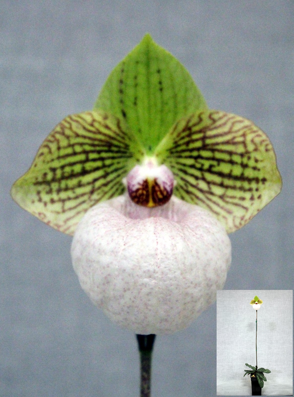 Open Division winner – Paph. Fantasia, September 2026