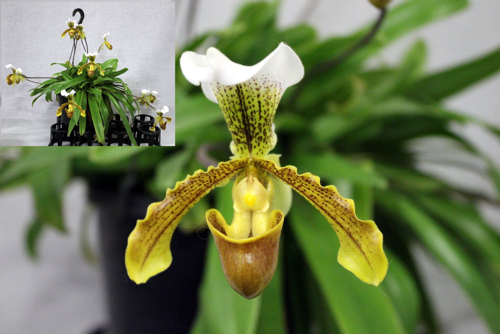 Second Division winner – Paph. Leeanum, September 2026