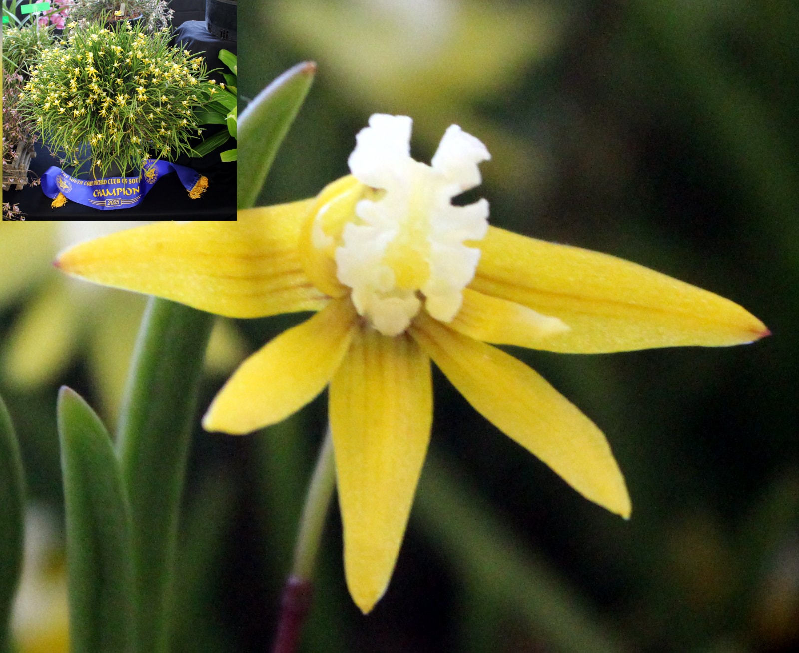 Champion Australian Native & Champion Specimen – yellow flower with white centre and champion ribbon
