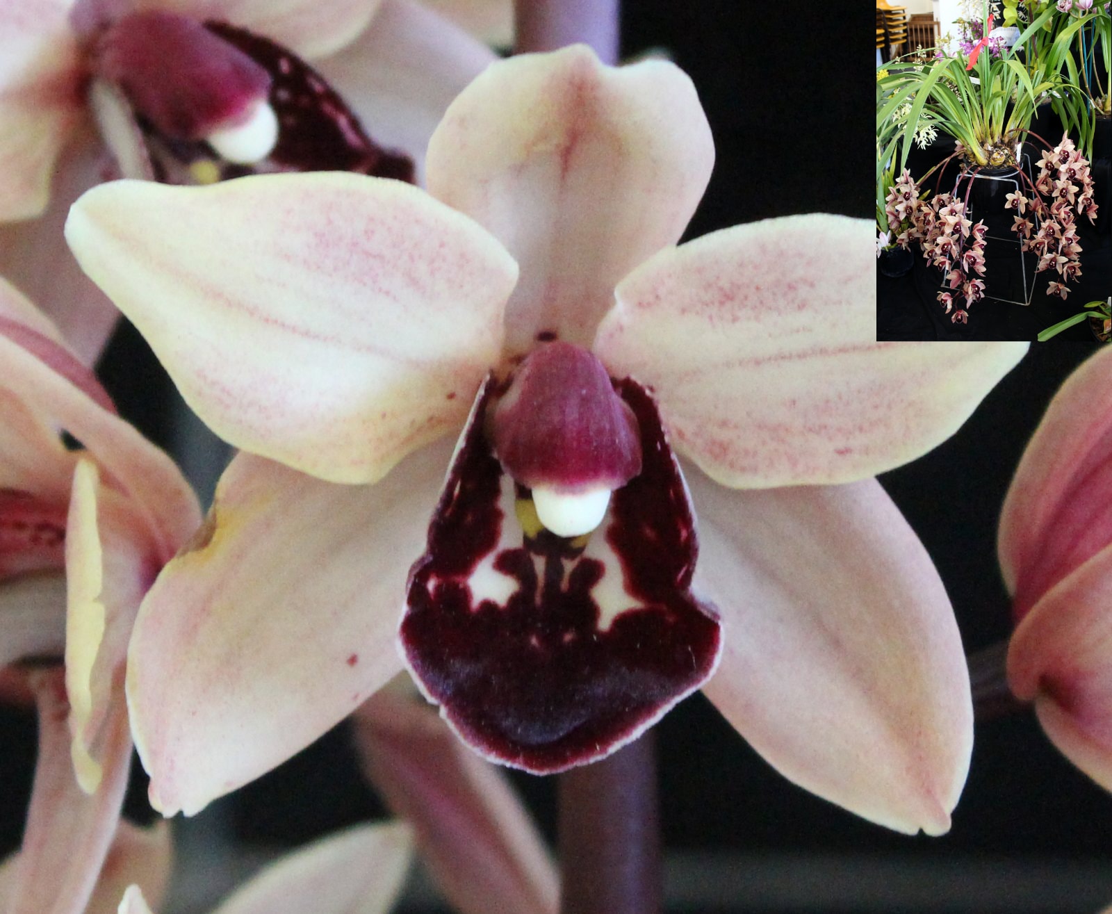 Champion Cymbidium 60-90mm – pale pink Cymbidium with dark burgundy lip