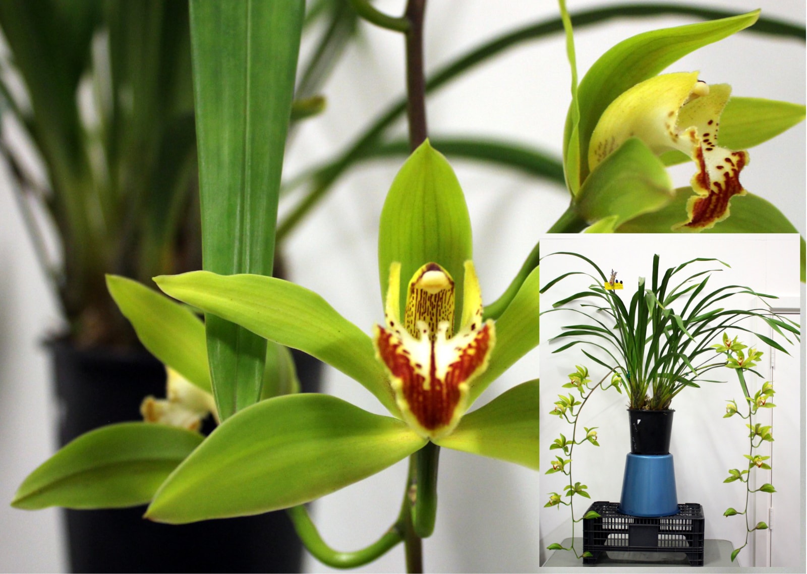 Champion Cymbidium over 90mm – green Cymbidium with red-brown lip and full plant inset