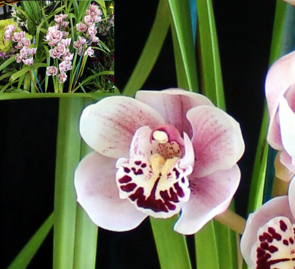 Champion Cymbidium under 60mm – small pink Cymbidium flowers