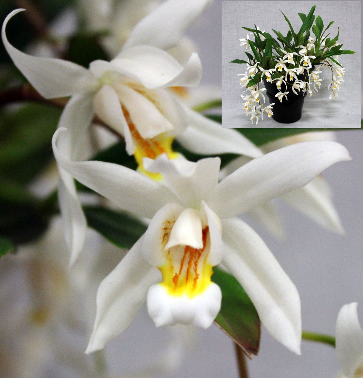 Champion First Division & Champion Other Genera – white orchid flowers with yellow centres