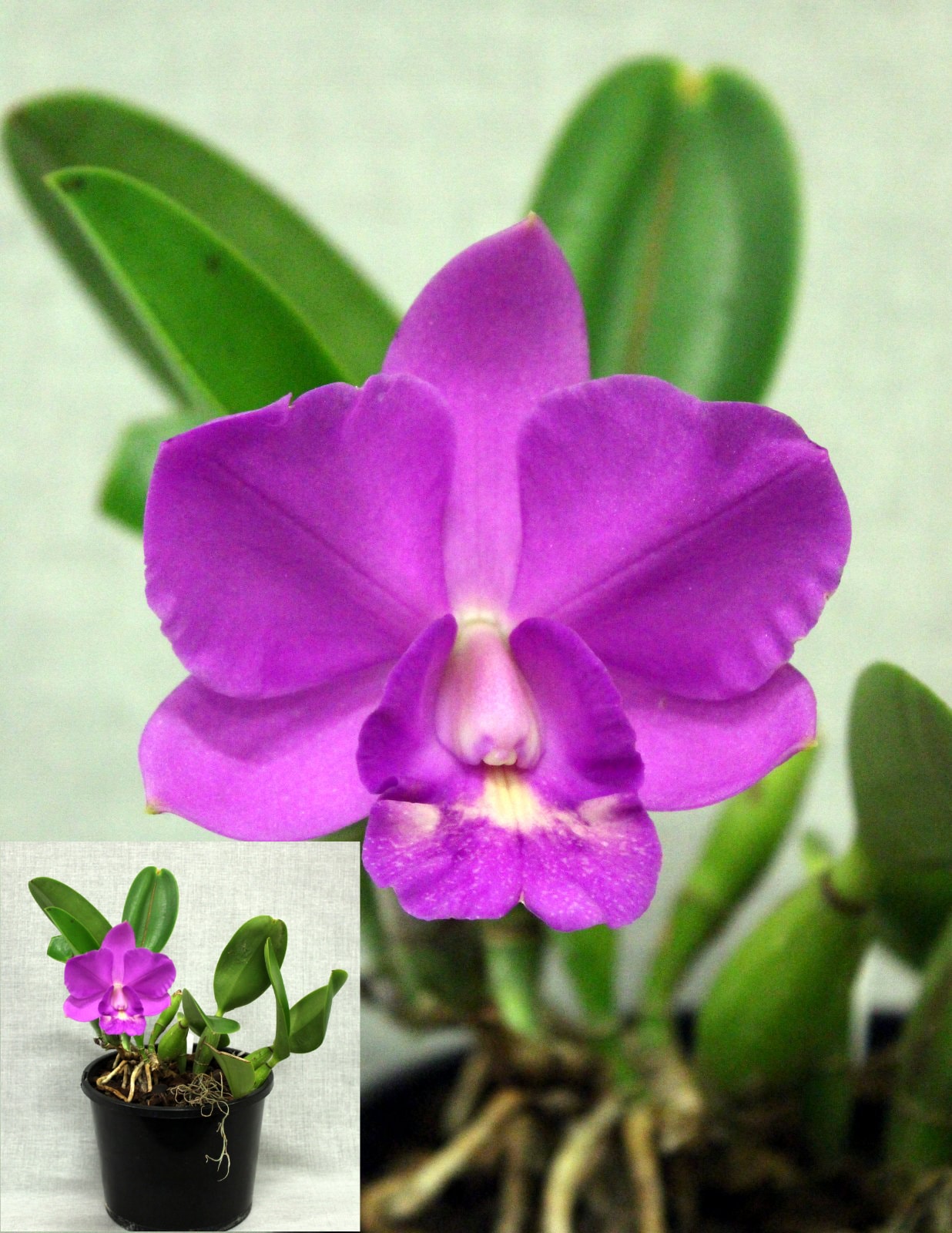 Champion Laeliinae – vibrant purple Cattleya-type orchid