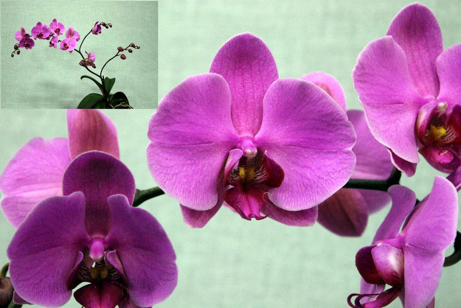 Champion Phalaenopsis – magenta Phalaenopsis flowers with plant inset