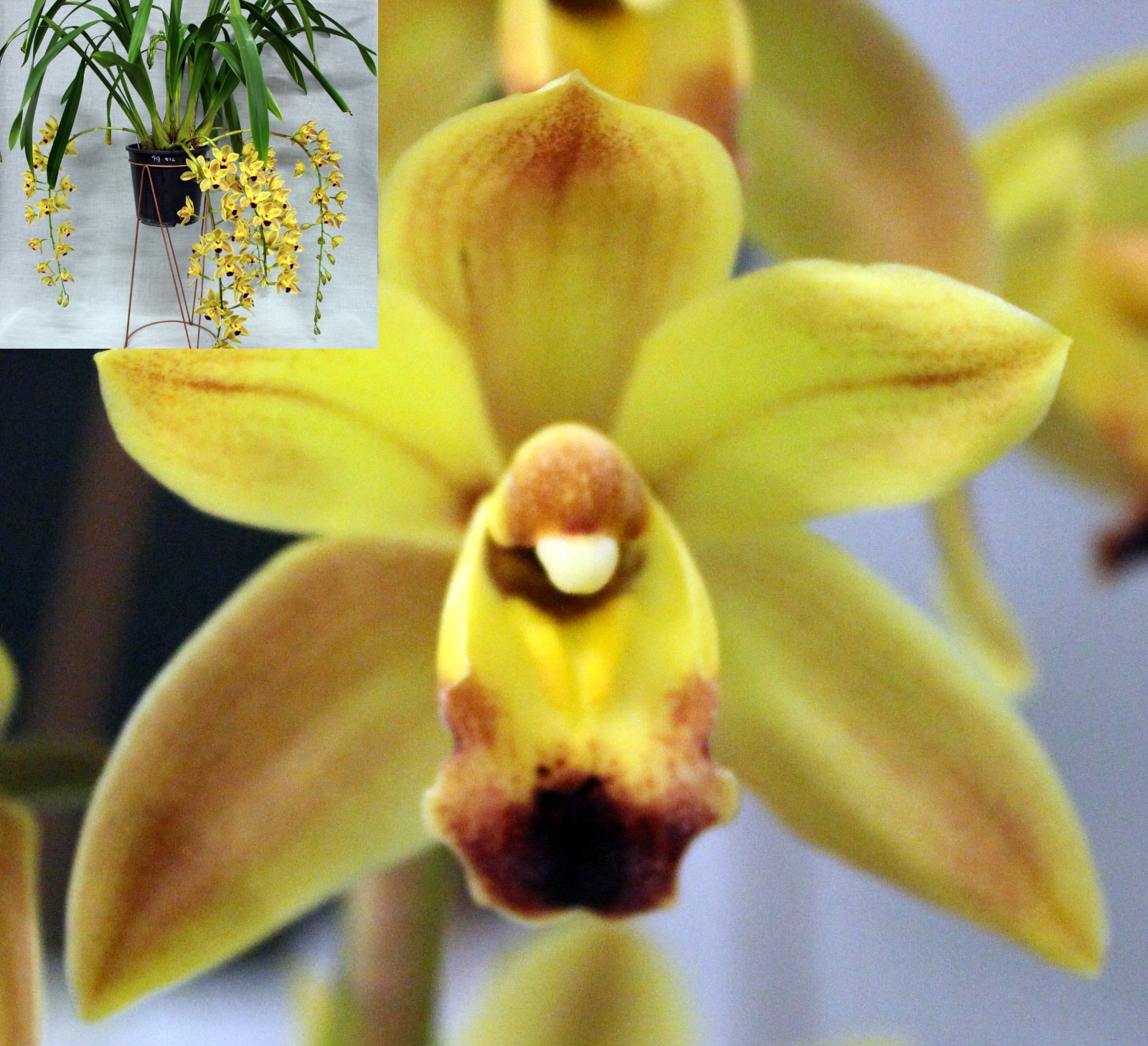 Champion Second Division – yellow Cymbidium with brown lip and full plant inset