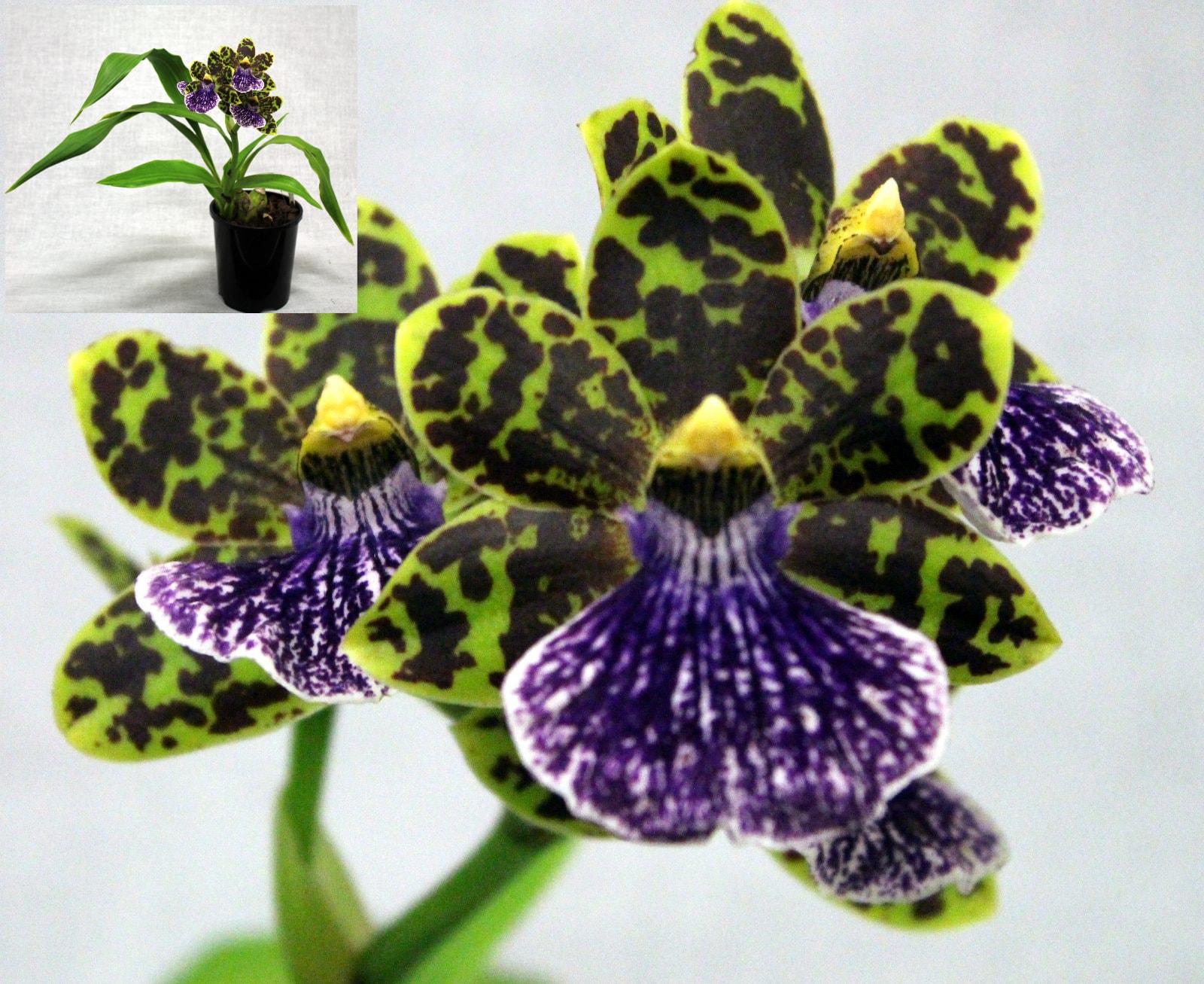 Champion Zygopetaliinae – green and dark-spotted orchid with purple lip and plant inset