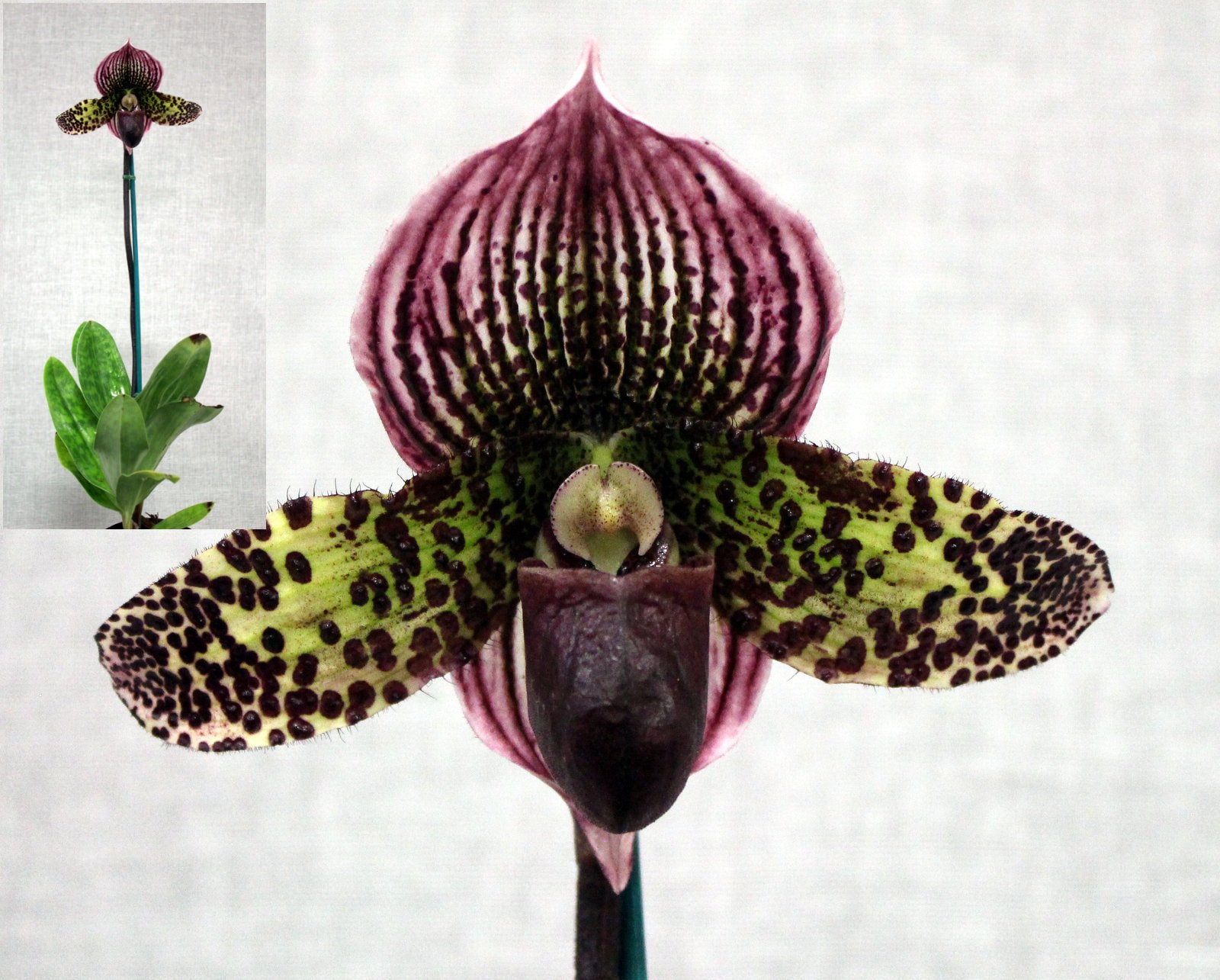 Grand Champion & Champion Open Division & Champion Paphiopedilum – Paphiopedilum with striped pink hood and spotted petals