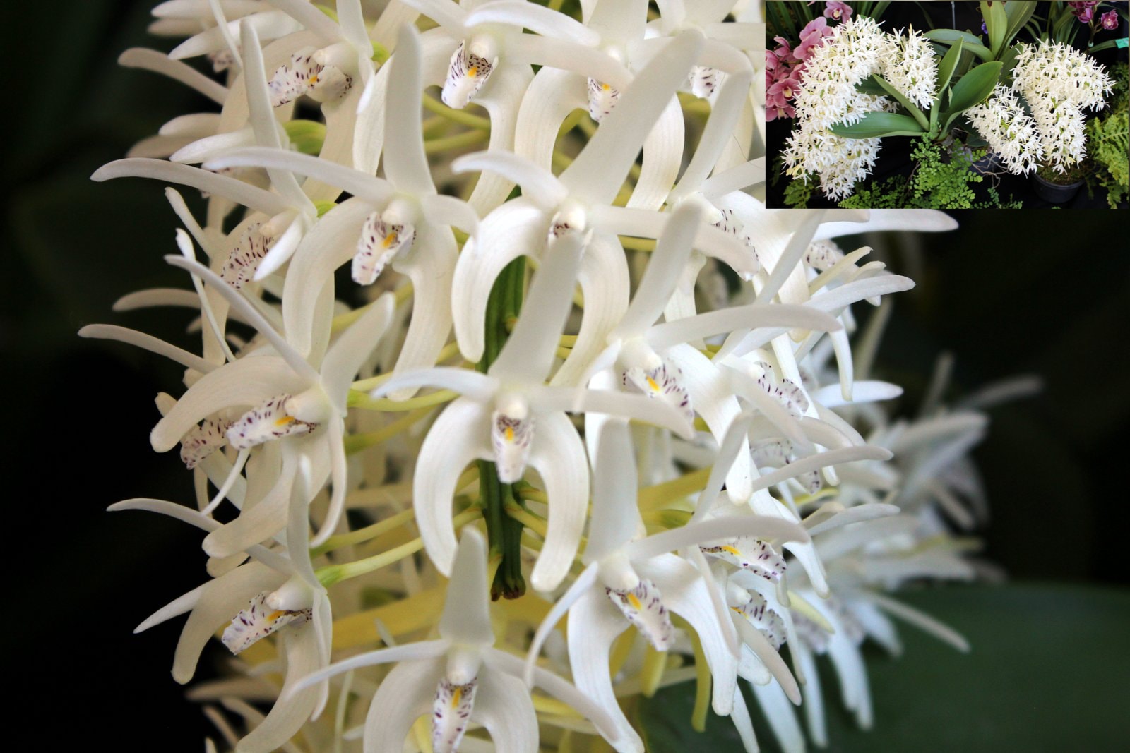 Noel Oliver Trophy – white Dendrobium speciosum with massed flower spikes and show display inset