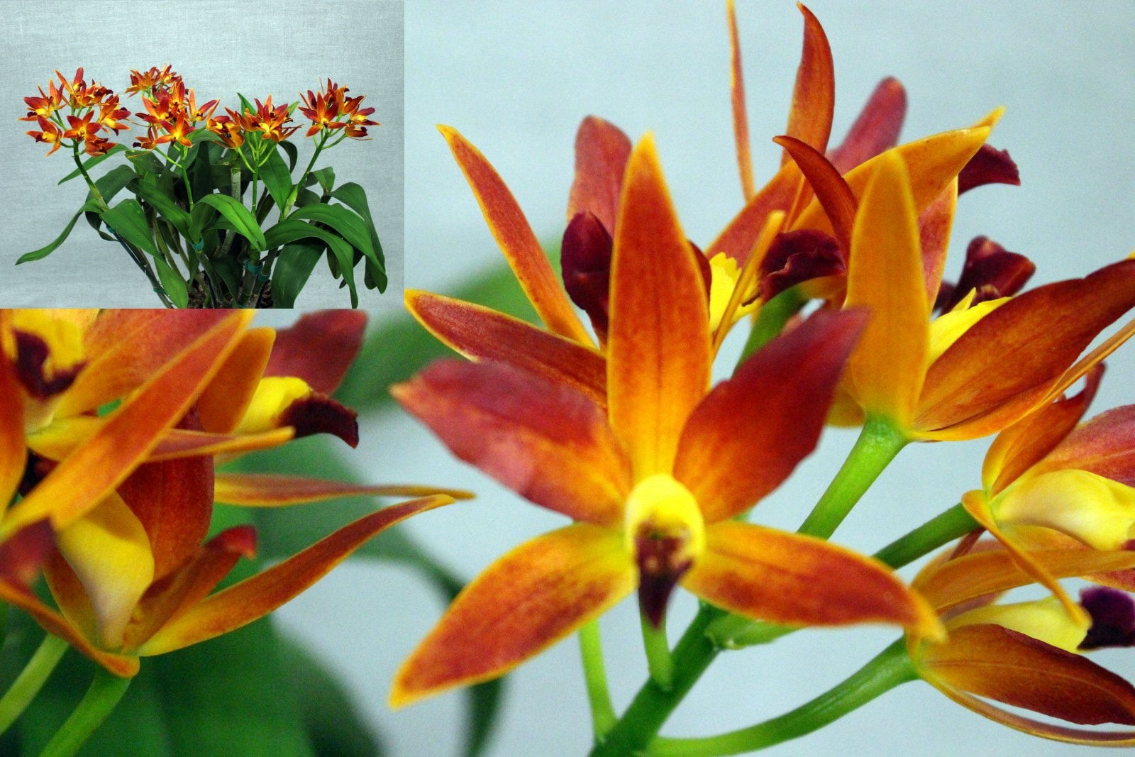 Ctt. Adelaide Ablaze 'Sunburst' — First Division entry, Spring Show 2026