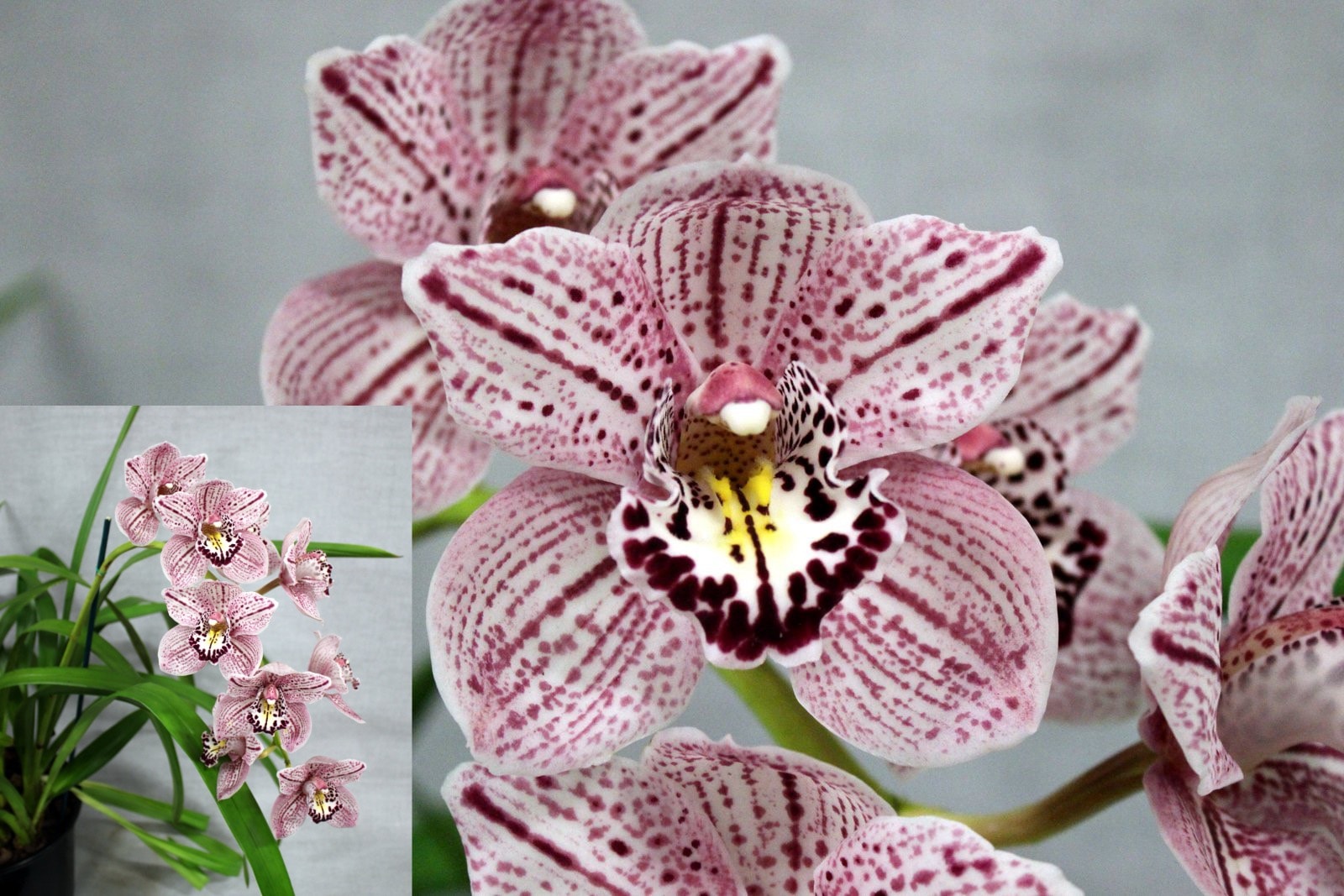 Cym. Forrest Place 'Royale' — First Division entry, Spring Show 2026
