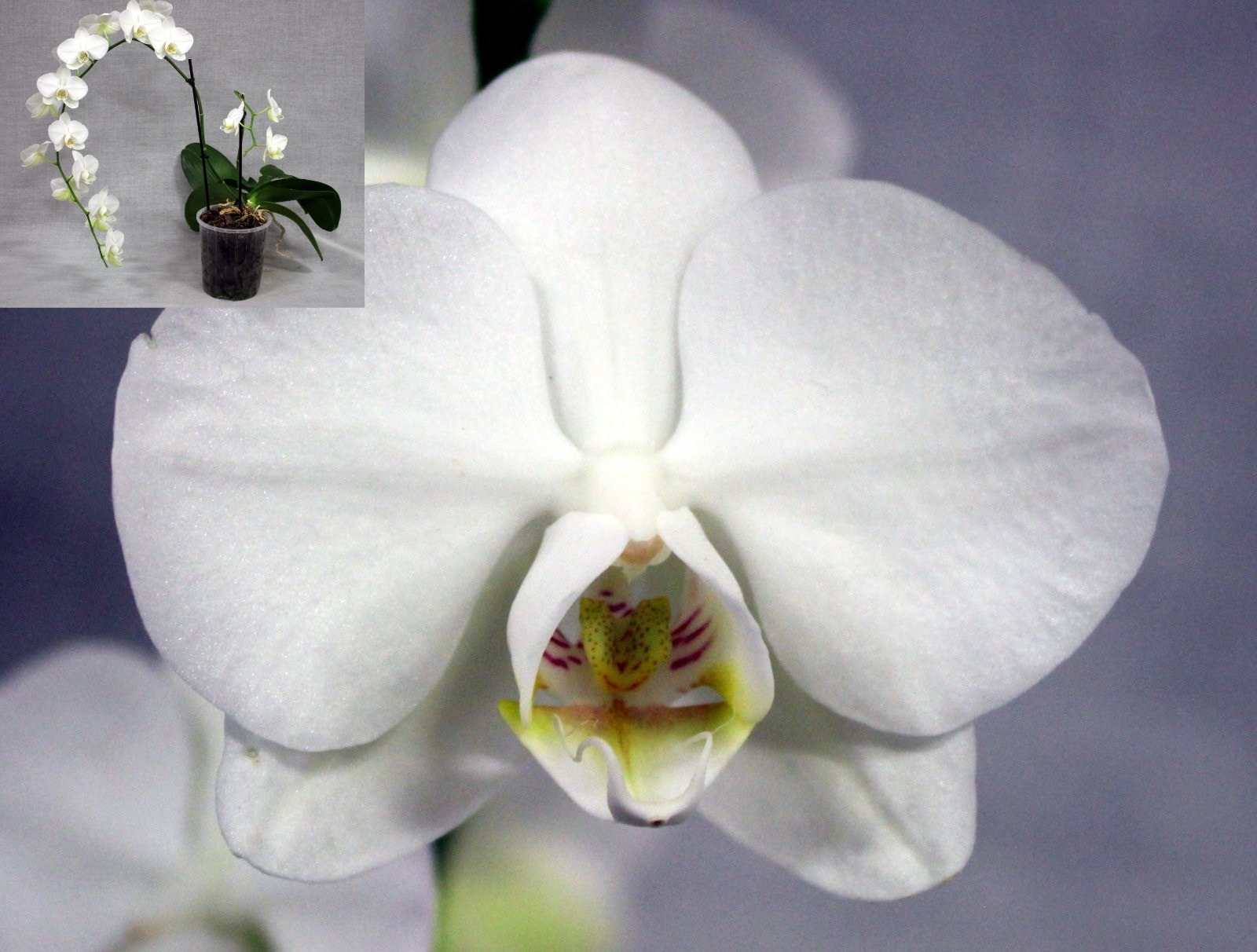 Phal. Unknown — First Division entry, Spring Show 2026