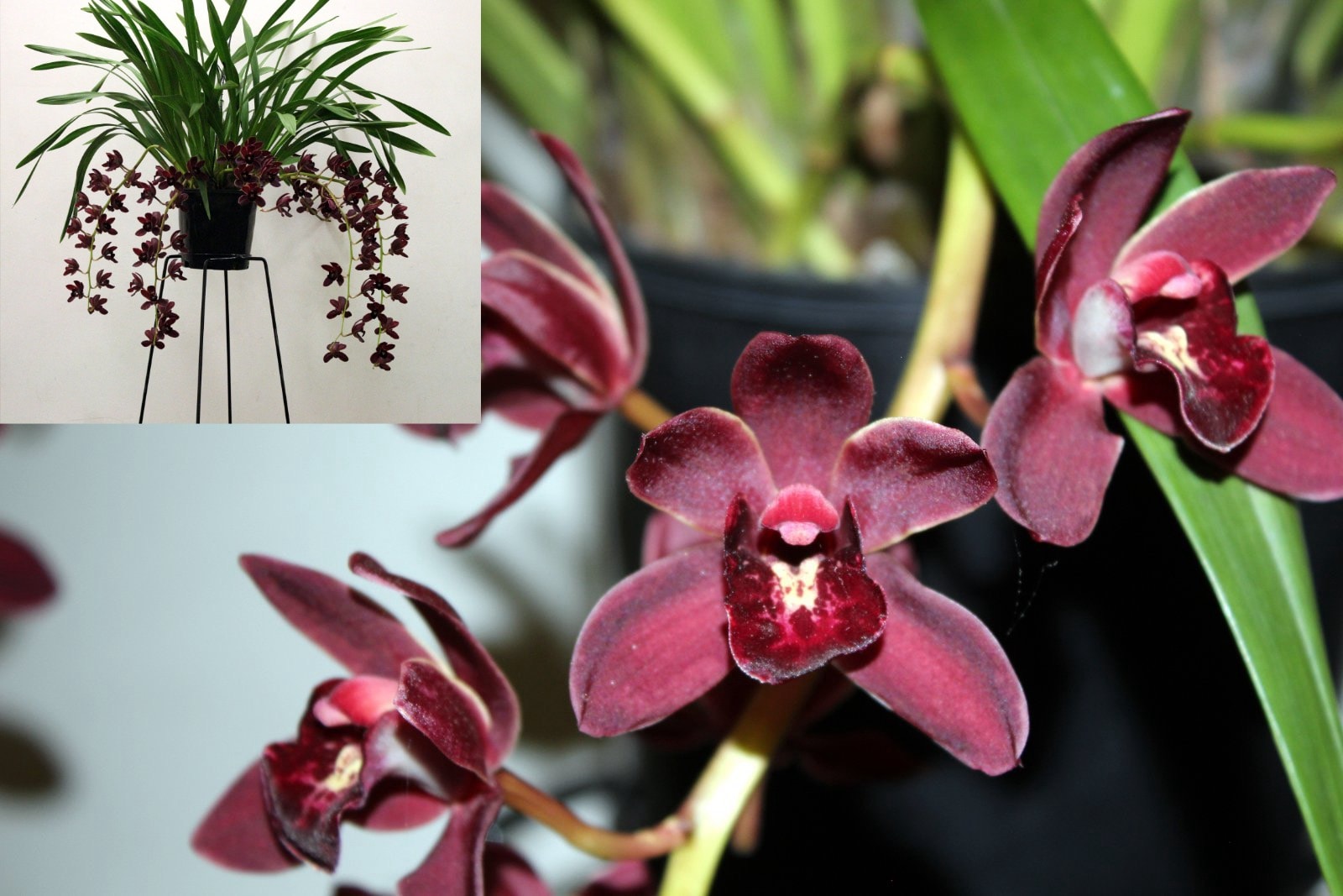 Cym. Brock St Felling Arex × Felling Fire — Open Division entry, Spring Show 2026