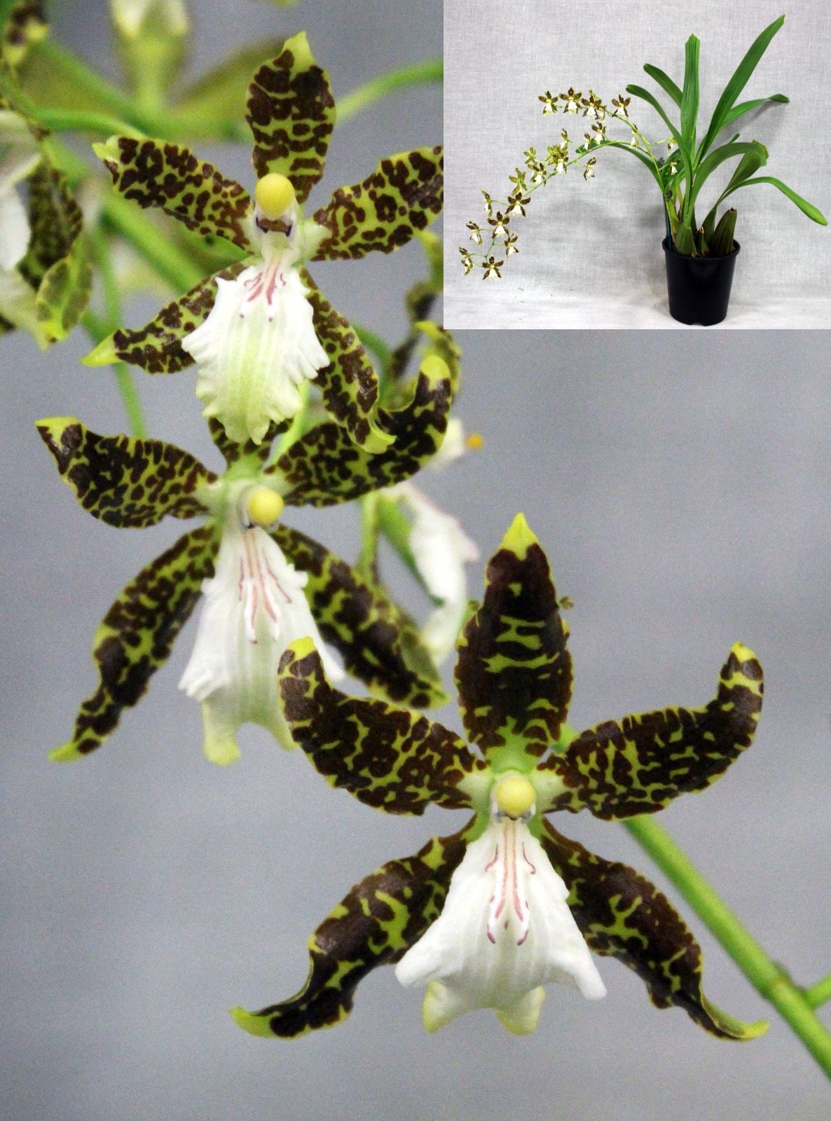 Onc. hintonii — Open Division entry, Spring Show 2026
