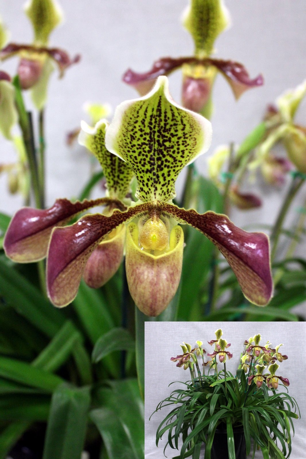 Paph. Chouvettii 'Van Dyke' — Open Division entry, Spring Show 2026