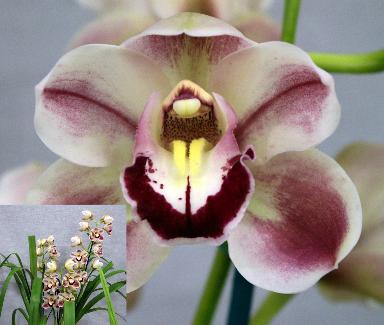 Cym. Kimberly Splash 'Tee Pee' — Second Division entry, Spring Show 2026