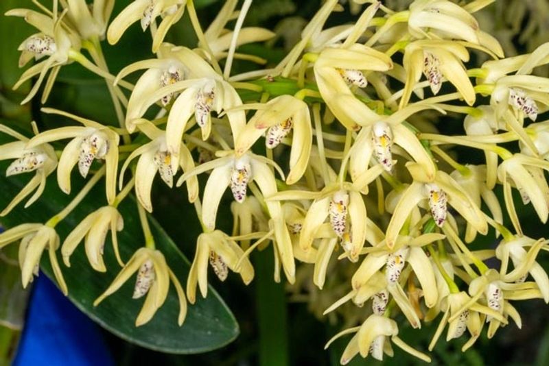 Orchid show display – prize-winning orchids