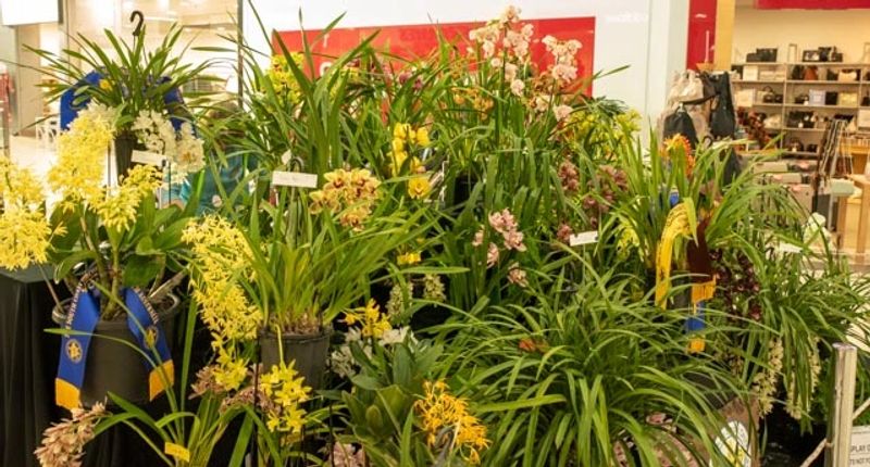 Orchid show display – white and purple orchids