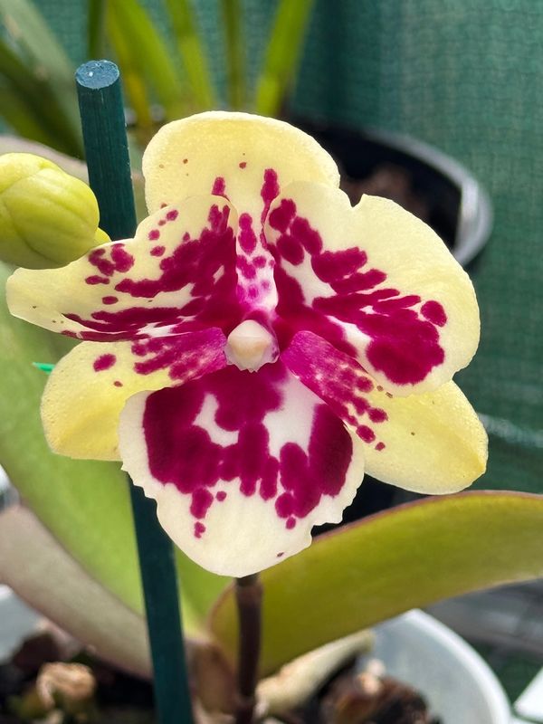 Historical photo from the South Coast Orchid Club