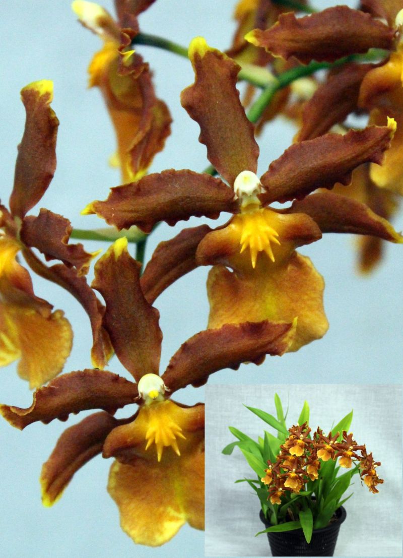 Close-up of brown and yellow orchids – Oncostelopsis Sunkissed 'Butter Cup'