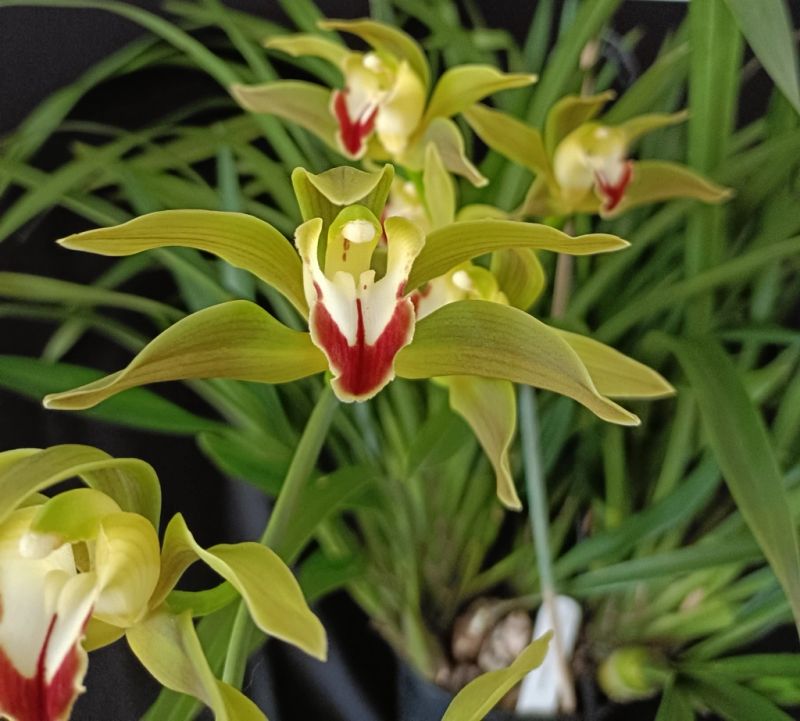 Close-up of green and red orchids with lush foliage background – Cym lowianum