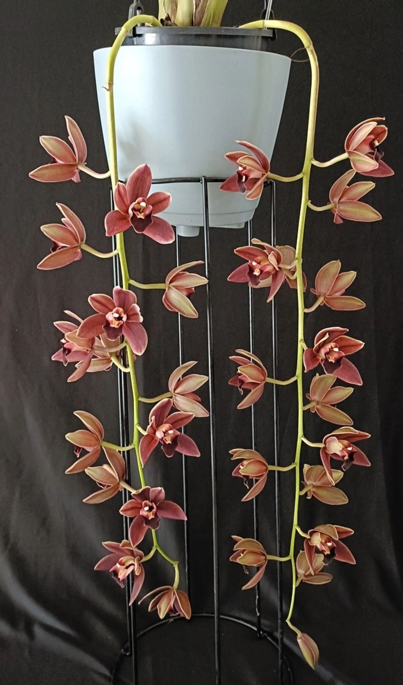Elegant pink orchids blooming on green stems against a dark background – Cym lowianum