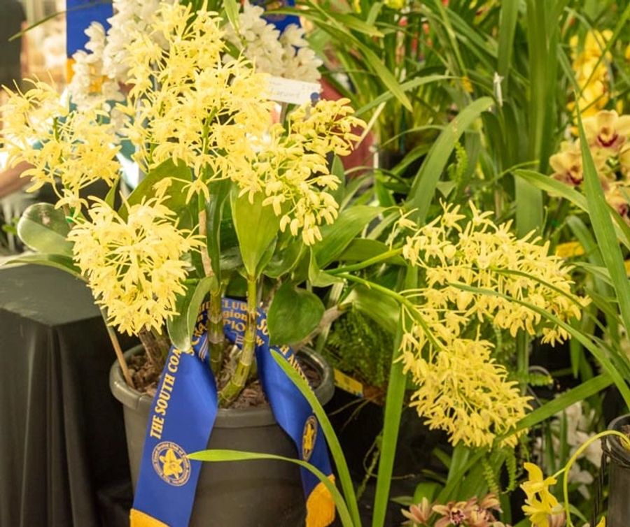 Award-winning yellow orchids in a black pot with a blue ribbon at the Southern Region Show 2025